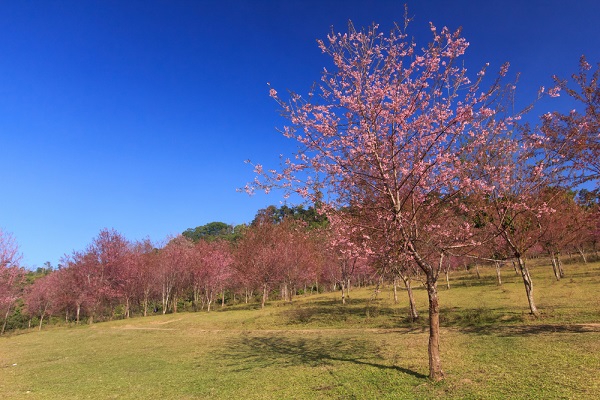 ภูลมโล ภูลมโล