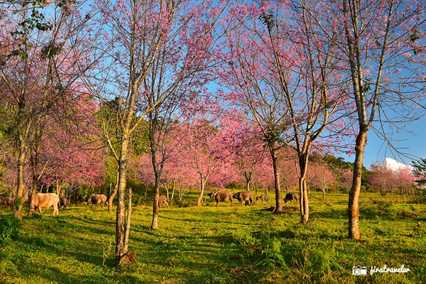 ภูลมโล ภูลมโล