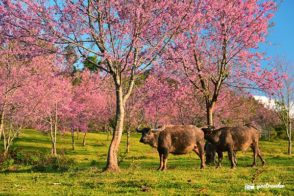 ภูลมโล ภูลมโล