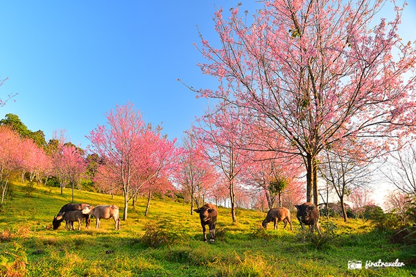 ภูลมโล ภูลมโล