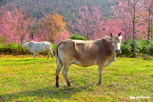 ภูลมโล ภูลมโล