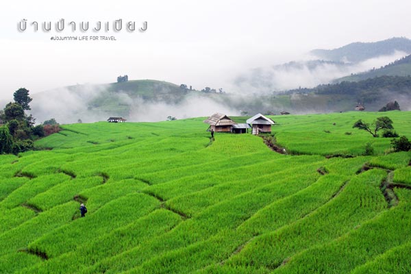 นาขั้นบันได เชียงใหม่ นาขั้นบันได เชียงใหม่