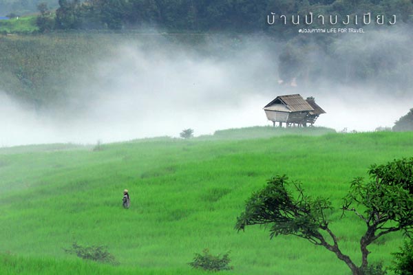 นาขั้นบันได เชียงใหม่ นาขั้นบันได เชียงใหม่