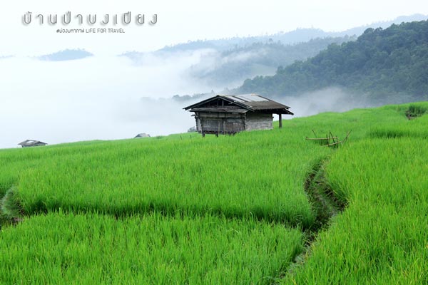 นาขั้นบันได เชียงใหม่ นาขั้นบันได เชียงใหม่