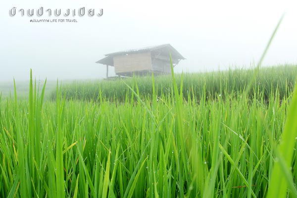 นาขั้นบันได เชียงใหม่ นาขั้นบันได เชียงใหม่