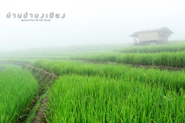 นาขั้นบันได เชียงใหม่ นาขั้นบันได เชียงใหม่