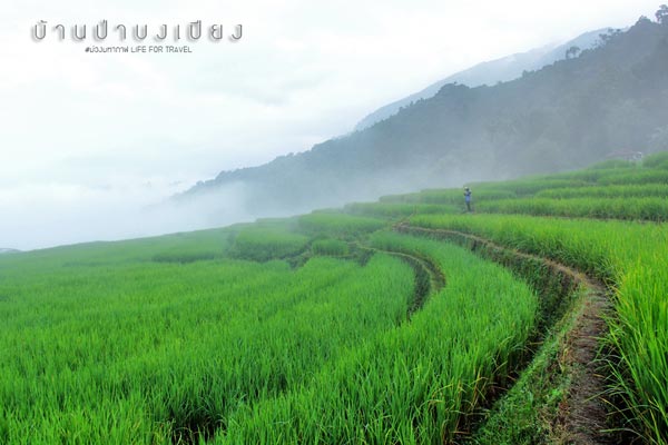 นาขั้นบันได เชียงใหม่ นาขั้นบันได เชียงใหม่