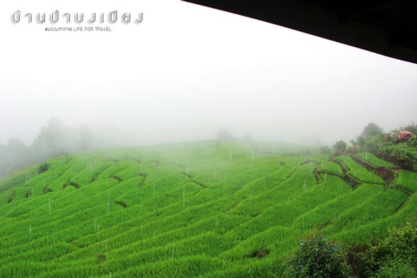 นาขั้นบันได เชียงใหม่ นาขั้นบันได เชียงใหม่