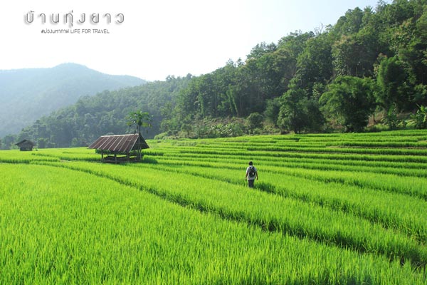 นาขั้นบันได เชียงใหม่ นาขั้นบันได เชียงใหม่