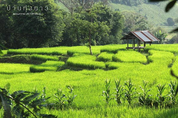 นาขั้นบันได เชียงใหม่ นาขั้นบันได เชียงใหม่