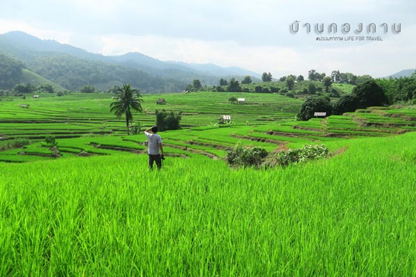 นาขั้นบันได เชียงใหม่ นาขั้นบันได เชียงใหม่