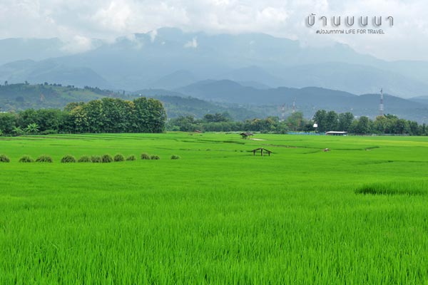 นาขั้นบันได เชียงใหม่ นาขั้นบันได เชียงใหม่