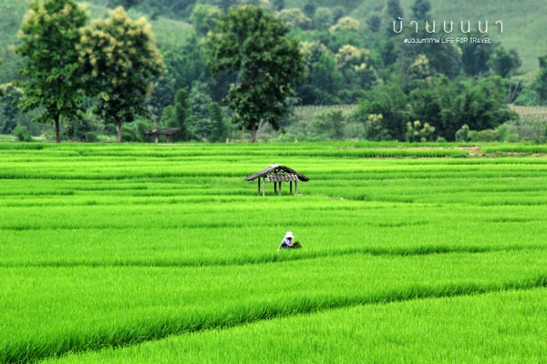 นาขั้นบันได เชียงใหม่ นาขั้นบันได เชียงใหม่
