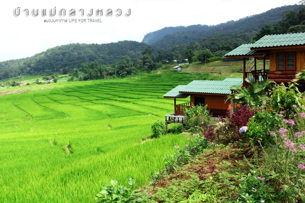 นาขั้นบันได เชียงใหม่ นาขั้นบันได เชียงใหม่