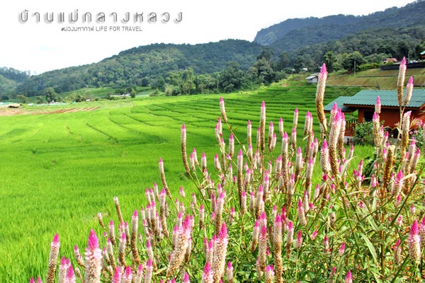 นาขั้นบันได เชียงใหม่ นาขั้นบันได เชียงใหม่