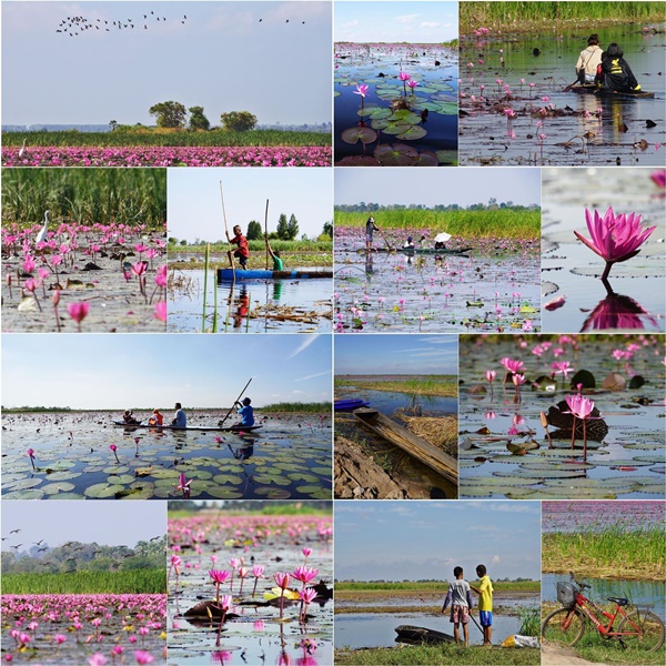 ทะเลบัวแดงโคราช ทะเลบัวแดงโคราช