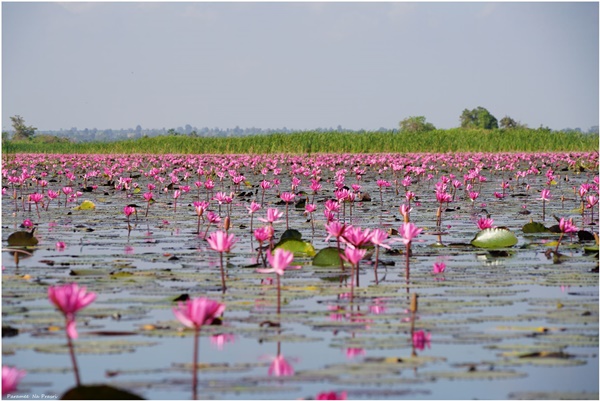 ทะเลบัวแดงโคราช ทะเลบัวแดงโคราช