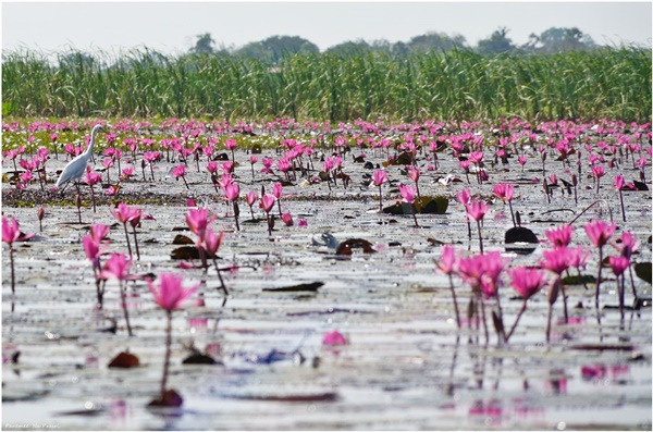 ทะเลบัวแดงโคราช ทะเลบัวแดงโคราช