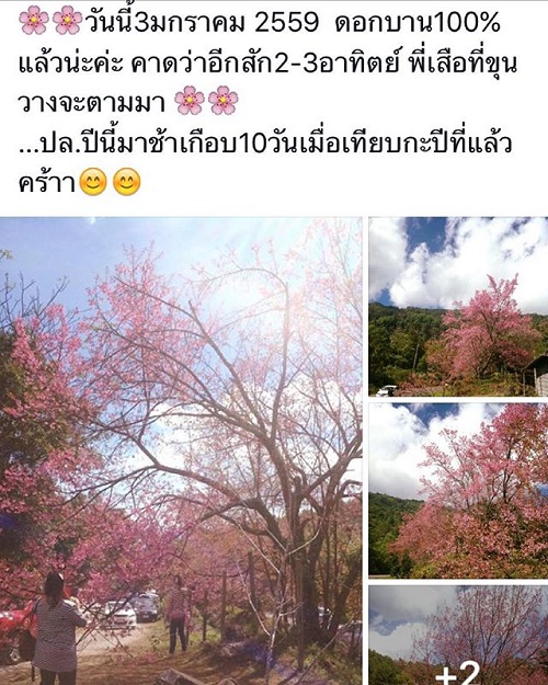 ดอกนางพญาเสือโคร่ง ดอกนางพญาเสือโคร่ง