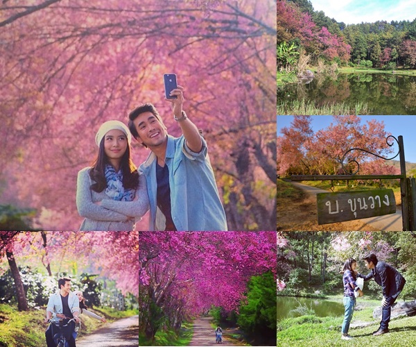 ดอกนางพญาเสือโคร่ง ดอกนางพญาเสือโคร่ง