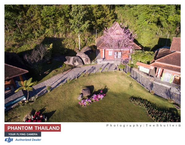 จุดชมดอกนางพญาเสือโคร่ง จุดชมดอกนางพญาเสือโคร่ง