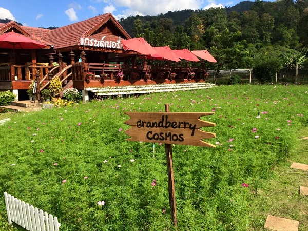 เทศกาลสตรอว์เบอร์รี เทศกาลสตรอว์เบอร์รี