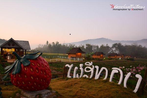 เทศกาลสตรอว์เบอร์รี เทศกาลสตรอว์เบอร์รี