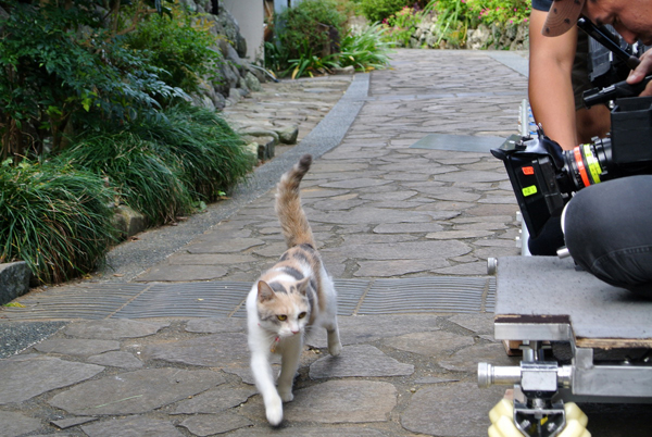 Finding Calico Finding Calico
