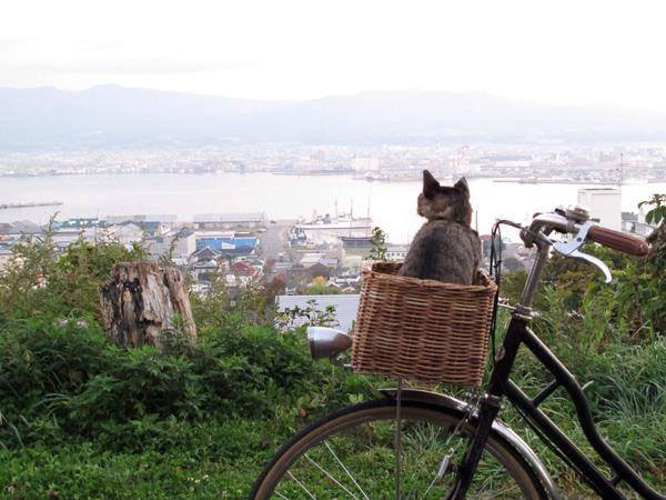 If Cats Disappeared From the World