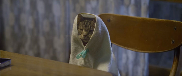 If Cats Disappeared From the World