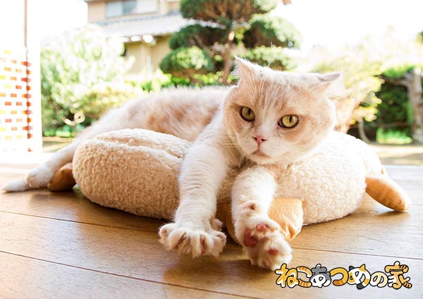 Neko Atsum Neko Atsum