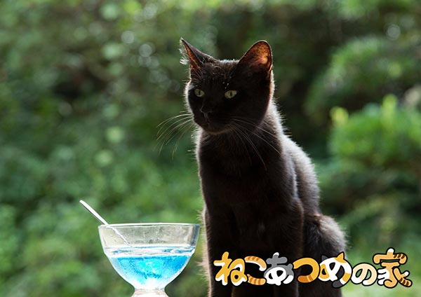 Neko Atsum Neko Atsum