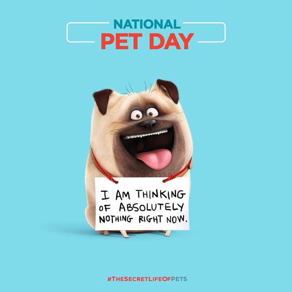 The Secret Life Of Pets The Secret Life Of Pets