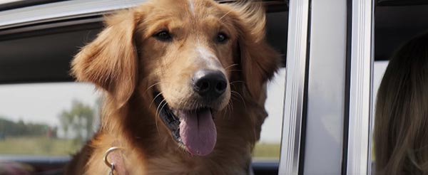 A Dog\'s Purpose A Dog\'s Purpose