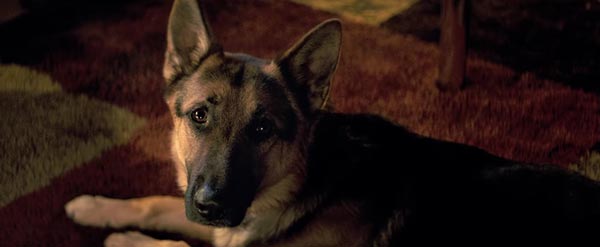A Dog\'s Purpose A Dog\'s Purpose