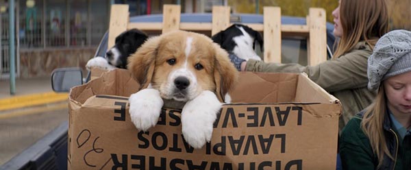 A Dog\'s Purpose A Dog\'s Purpose