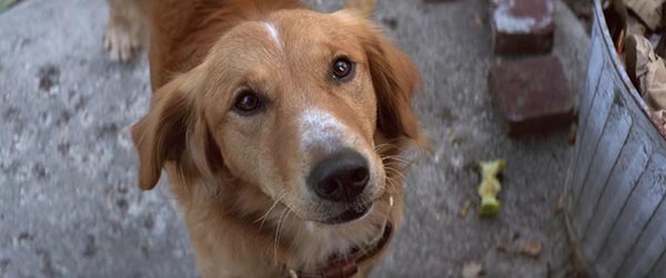 A Dog\'s Purpose A Dog\'s Purpose