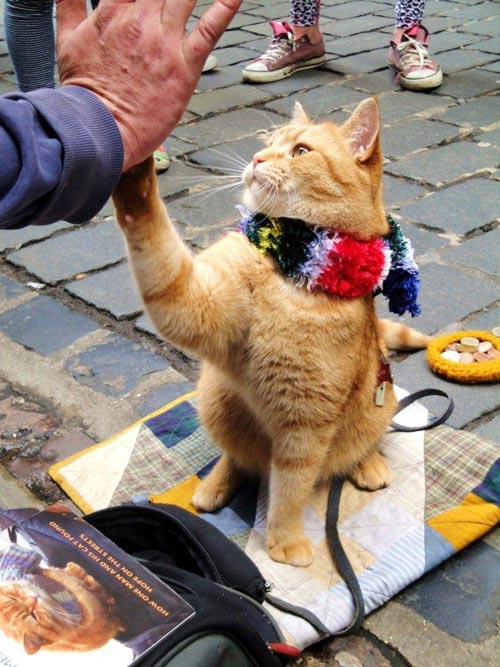 A Street Cat Named Bob A Street Cat Named Bob