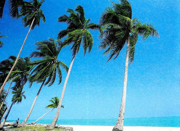 ขนอม ขนอม