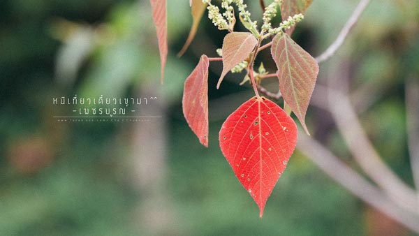 ภูทับเบิก ภูทับเบิก