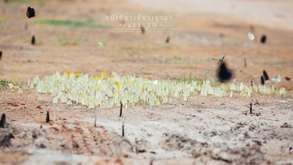 ภูทับเบิก ภูทับเบิก