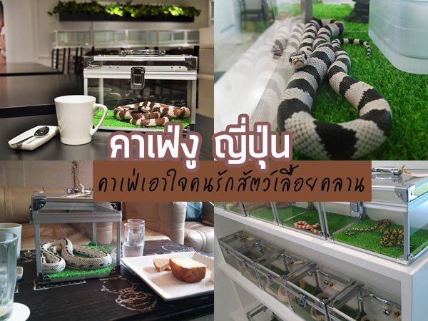 คาเฟ่งู คาเฟ่งู