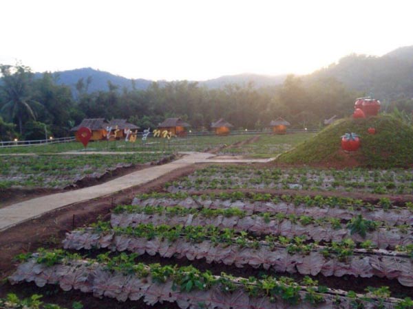 ไร่สตรอว์เบอร์รี เชียงใหม่ ไร่สตรอว์เบอร์รี เชียงใหม่