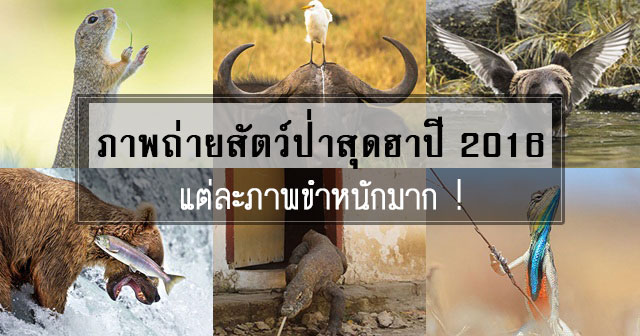 Comedy Wildlife Photography Awards Comedy Wildlife Photography Awards