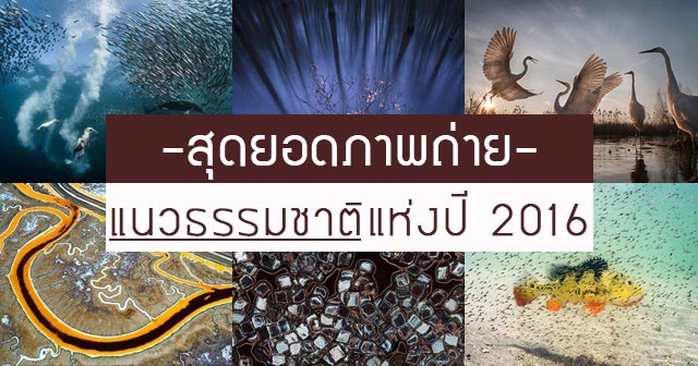 ภาพถ่ายยอดเยี่ยม 2016 ภาพถ่ายยอดเยี่ยม 2016