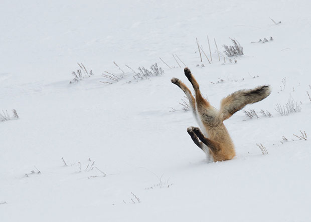 Comedy Wildlife Photography Awards Comedy Wildlife Photography Awards