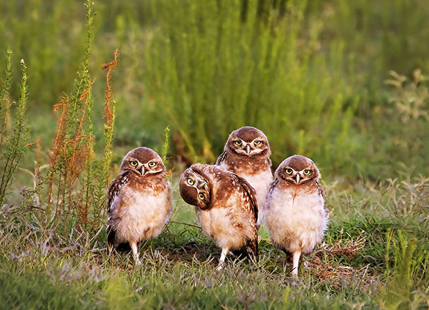 Comedy Wildlife Photography Awards Comedy Wildlife Photography Awards
