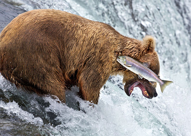 Comedy Wildlife Photography Awards Comedy Wildlife Photography Awards