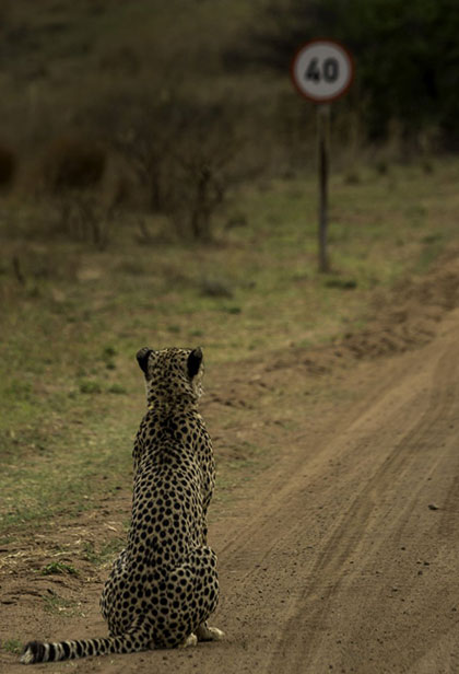 Comedy Wildlife Photography Awards Comedy Wildlife Photography Awards