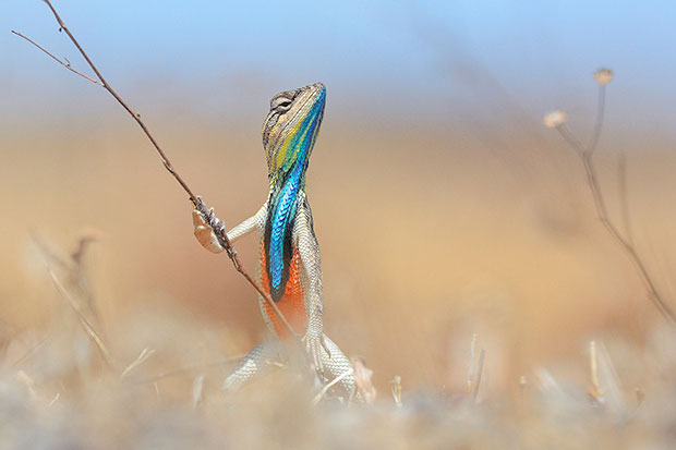 Comedy Wildlife Photography Awards Comedy Wildlife Photography Awards